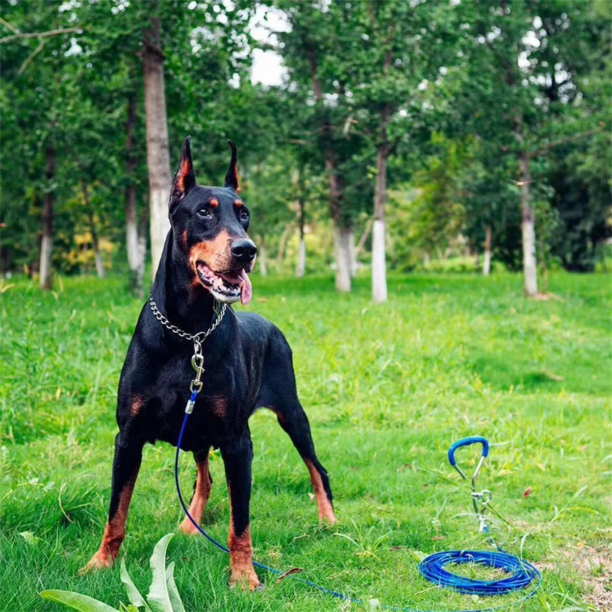 🐶 Coleira de Treinamento Inteligente para Cães | Mais controle e educação no dia a dia